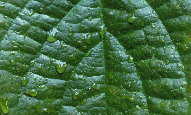 A close-up of a green leaf with water drops on it